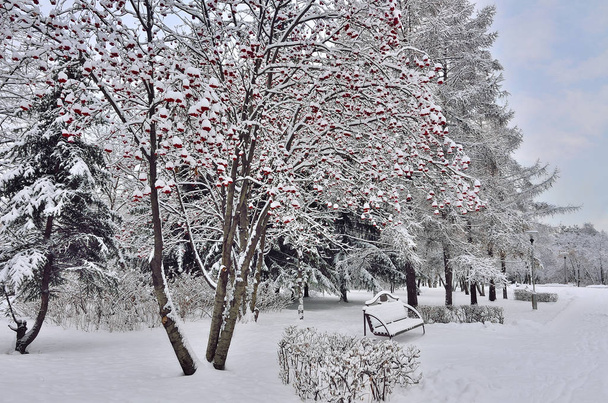Paisaje invernal en el parque de la ciudad con banco bajo el tr rowanberry
 - Foto, Imagen