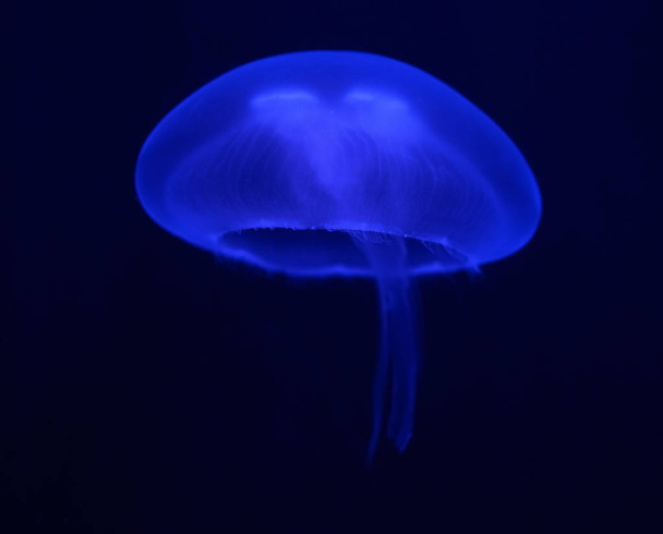 Ciemny niebieski jellyfish świecące w ciemności - Zdjęcie, obraz