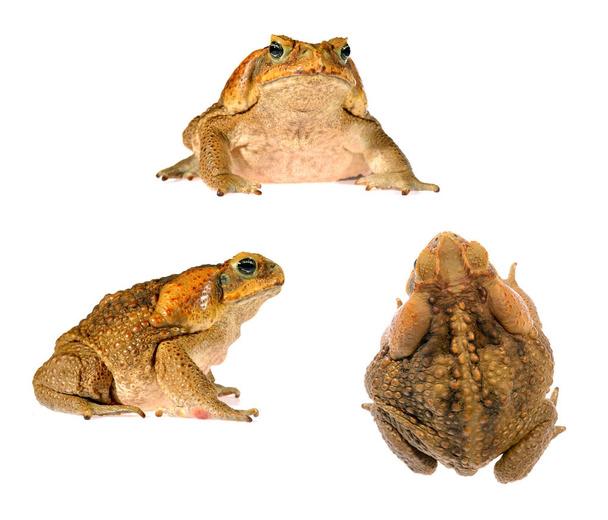 The cane toad Bufo marinus - Photo, Image