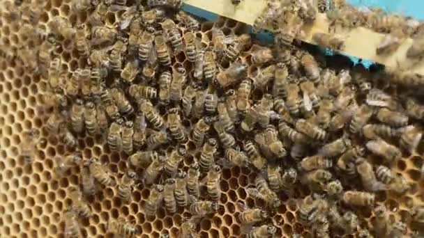 Close Up van hardwerkende bijen op korf - Video