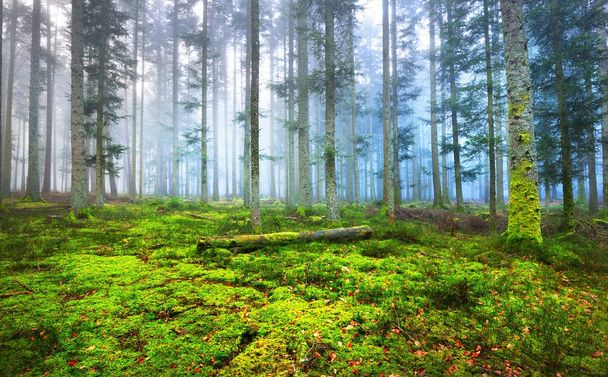 Темный туманный сосновый лес с мхом
 - Фото, изображение