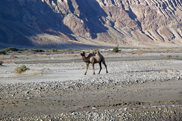 Le chameau bactrien (Camelus bactrianus) dans la vallée de Nubra, Ladakh, Inde
 - Photo, image