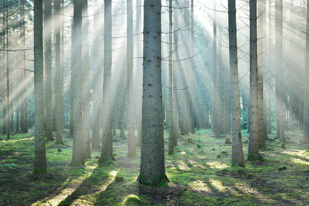 Raios solares em uma névoa em uma floresta enevoada
 - Foto, Imagem