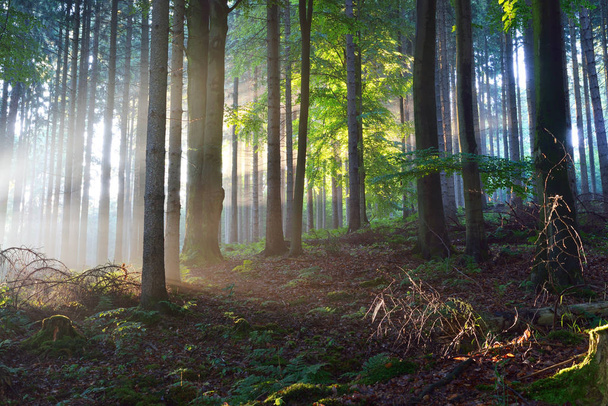 De stralen van de zon in een dikke mist in een mistige bos - Foto, afbeelding