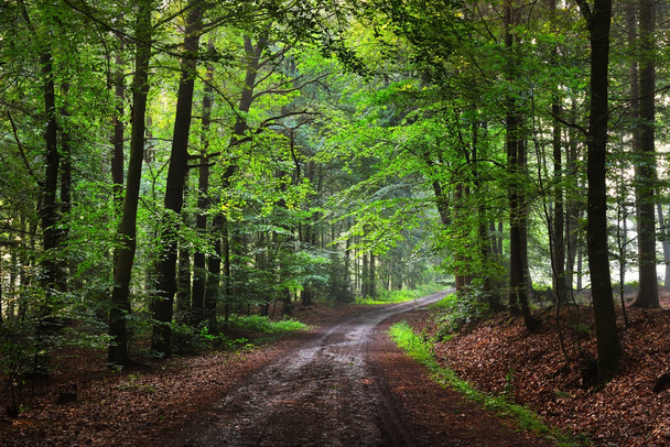 Estrada de cascalho em uma floresta nebulosa verde
 - Foto, Imagem