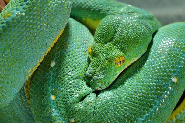Green tree python Morelia viridis - Photo, Image