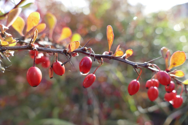 részlet a piros őszi bogyó - Fotó, kép