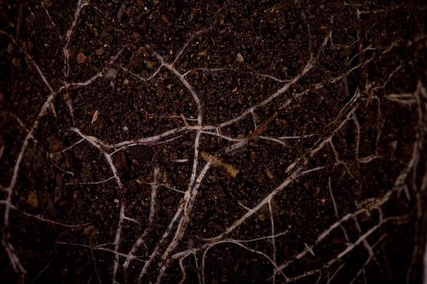 Рослинний ґрунт з корінням
 - Фото, зображення