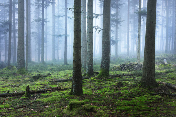 Тёмный и таинственный сосновый лес в тумане
 - Фото, изображение