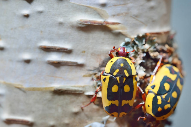 Flower chafers or flower scarabs - Photo, Image