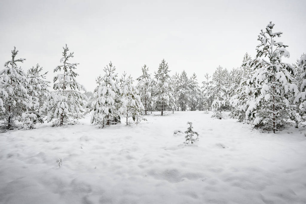 Kiefern im Winterwald  - Foto, Bild