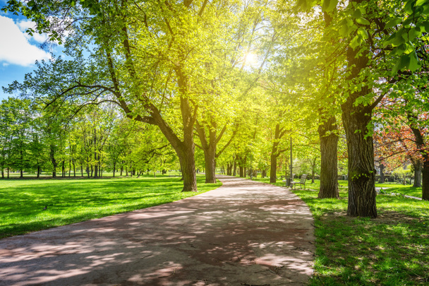 Парк весна з зеленій галявині, сонячного світла. Камінь шлях в  - Фото, зображення