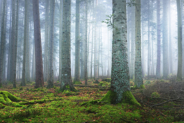 Ciemny mglisty sosnowego lasu z mchem - Zdjęcie, obraz