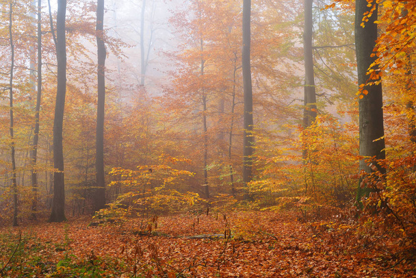 Mysterious morning fog in a autumn forest - Photo, image