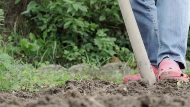  mujer cavando jardín por horquilla. de cerca
 - Imágenes, Vídeo