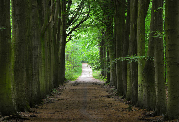 Διάδρομος σε ένα καταπράσινο δάσος οξιάς άνοιξη - Φωτογραφία, εικόνα