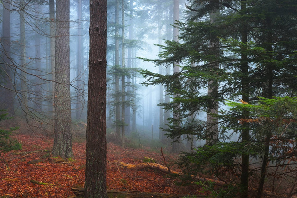 Floresta de pinheiro escura e misteriosa
  - Foto, Imagem
