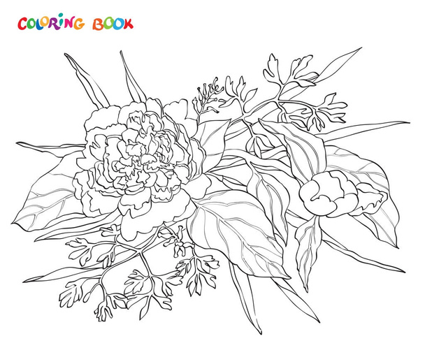 Kifestőkönyv. Vektor pünkösdi rózsa virág elszigetelt fehér background. A design elem. - Vektor, kép
