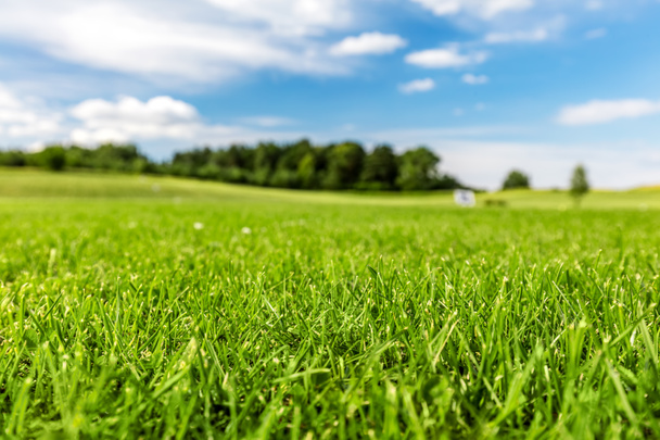 Terrain de golf vert avec ciel bleu
. - Photo, image