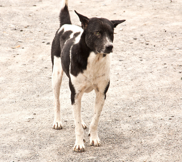 černý a bílý pes. - Fotografie, Obrázek