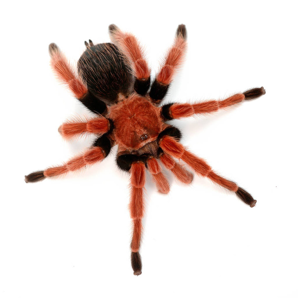 Birdeater tarantula spider Brachypelma boehmei  - Foto, afbeelding