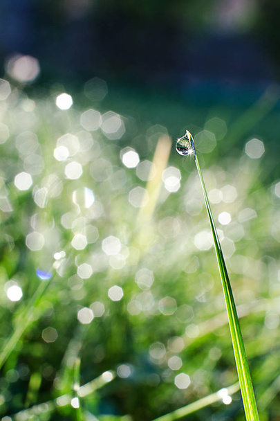 Küçük sabahları taze yeşil çimenlerin üzerinde çiy damlaları - Fotoğraf, Görsel