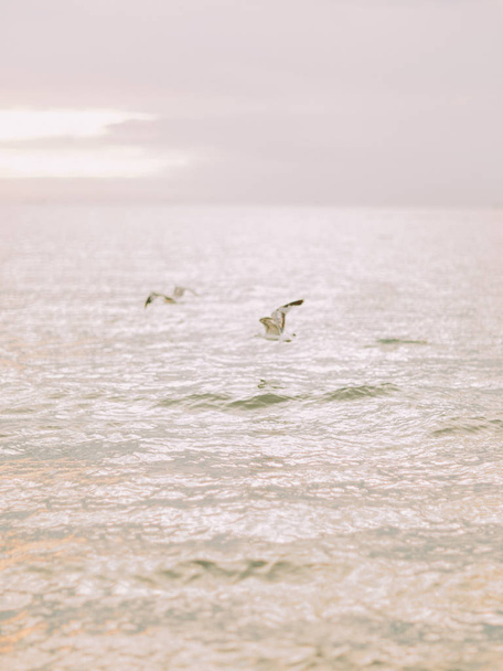 The vertical view of the gulls flying under the sea during the sunset. - 写真・画像