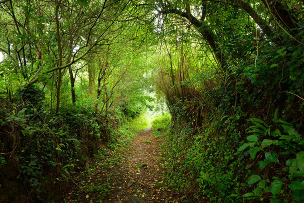 tunnelartiger Fußweg im grünen Haselwald  - Foto, Bild