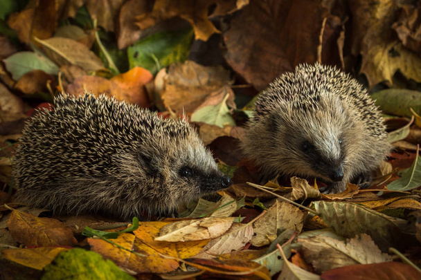 two young hedgehogs in autumn leaves - Photo, Image
