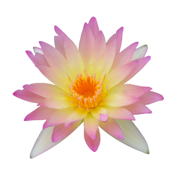 Pink Lotus isolated. - Foto, afbeelding