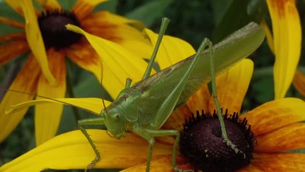 Green Locust on Flower Macro - Footage, Video