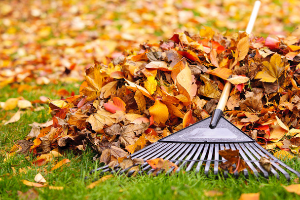Fall leaves with rake - Photo, Image