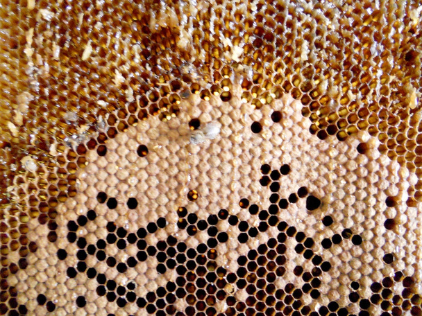 Az absztrakt fotó a téma természetes méz - Fotó, kép