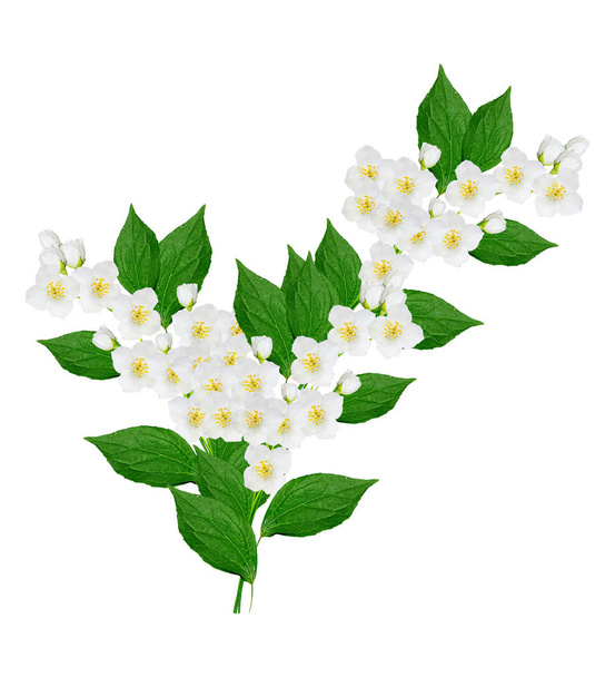Jázmin virágok ága  - Fotó, kép