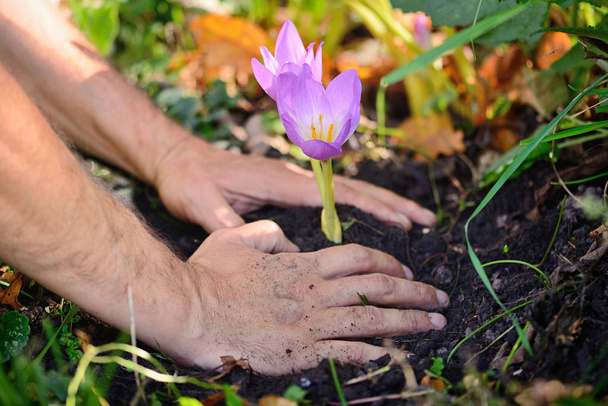 Gardeners hands planting flowers (Colchicum autumnale) in a garden - Photo, Image