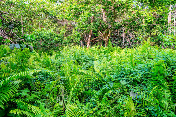Vue panoramique de la forêt tropicale avec fougères
 - Photo, image