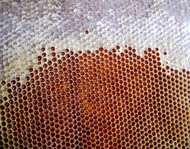 La foto muestra: colmena, néctar de miel, colmena enjambre de abejas aladas, panal, cera, colmena privada, apicultor, cera de abejas. Miel de colmena para ceras de abejas, panales, apicultores.
. - Foto, Imagen