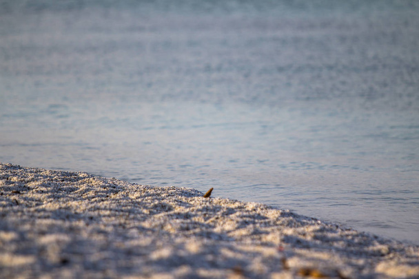 Le αλατούχο διάλυμα παραλία στη Σαρδηνία - Φωτογραφία, εικόνα