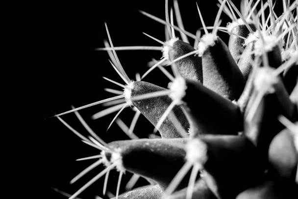 Texture of Cactus plant close-up on black background . soft focu - Photo, Image
