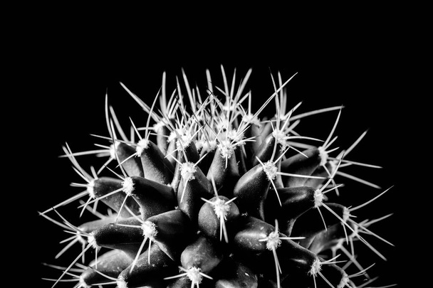 Texture of Cactus plant close-up on black background . soft focu - Photo, Image