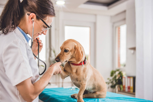 veterinarian checking up dog - Photo, Image