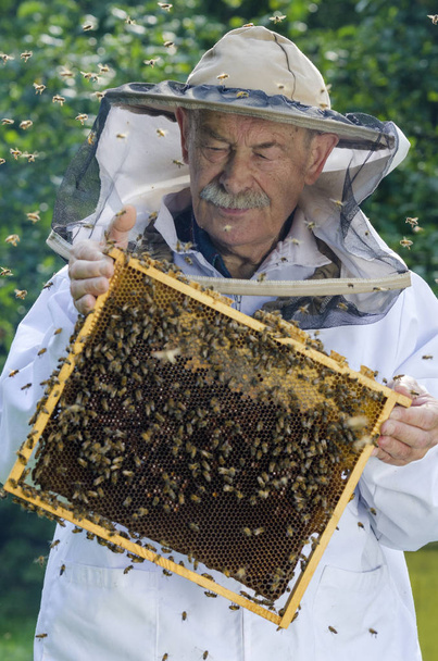 portrait of beekeeper with honeycomb in apiary        - Foto, Imagen
