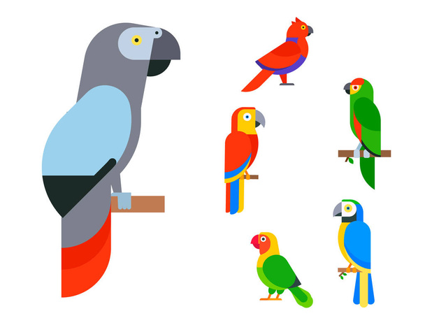 Papegaaien vogels kweken soorten dierlijke natuur tropische parkieten onderwijs kleurrijke huisdier vectorillustratie - Vector, afbeelding