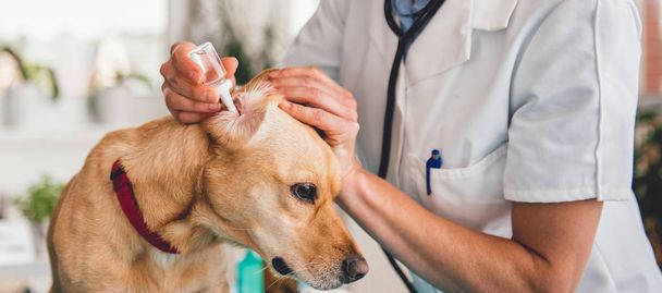 veterinarian cleaning dog ears - Foto, immagini