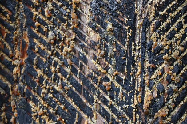 texture of notches on the pine bark for resin extraction - Photo, image