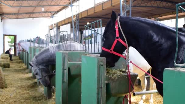 Rasse Pferde-schwarz, weiß und grau - im Stall, Essen, Landwirtschaftsmesse in novi sad, Serbien, 18. Mai 2017. - Filmmaterial, Video