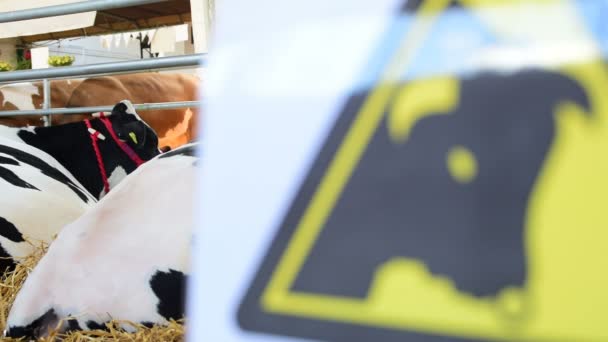 попереджувальні корови в дорозі, поруч, в ручці
 - Кадри, відео