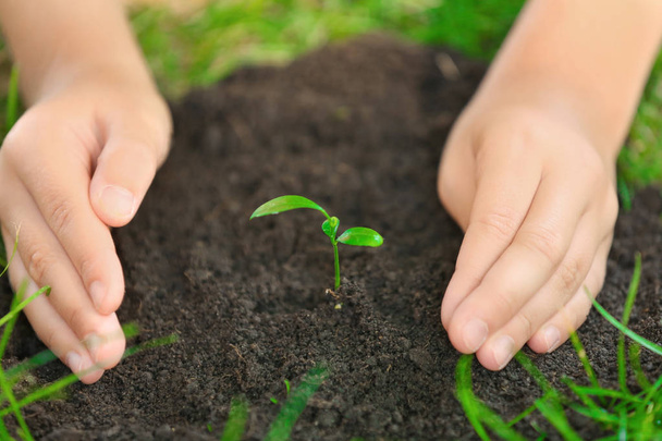 Child planting seedling in soil - Фото, изображение