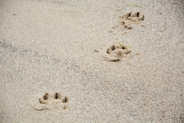 Stopy psí tlapy v písku - Fotografie, Obrázek