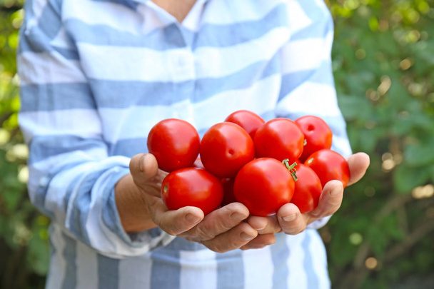 Female farmer holding fresh tomatoes - Фото, зображення